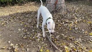 Dogo Argentino reaches for the branch