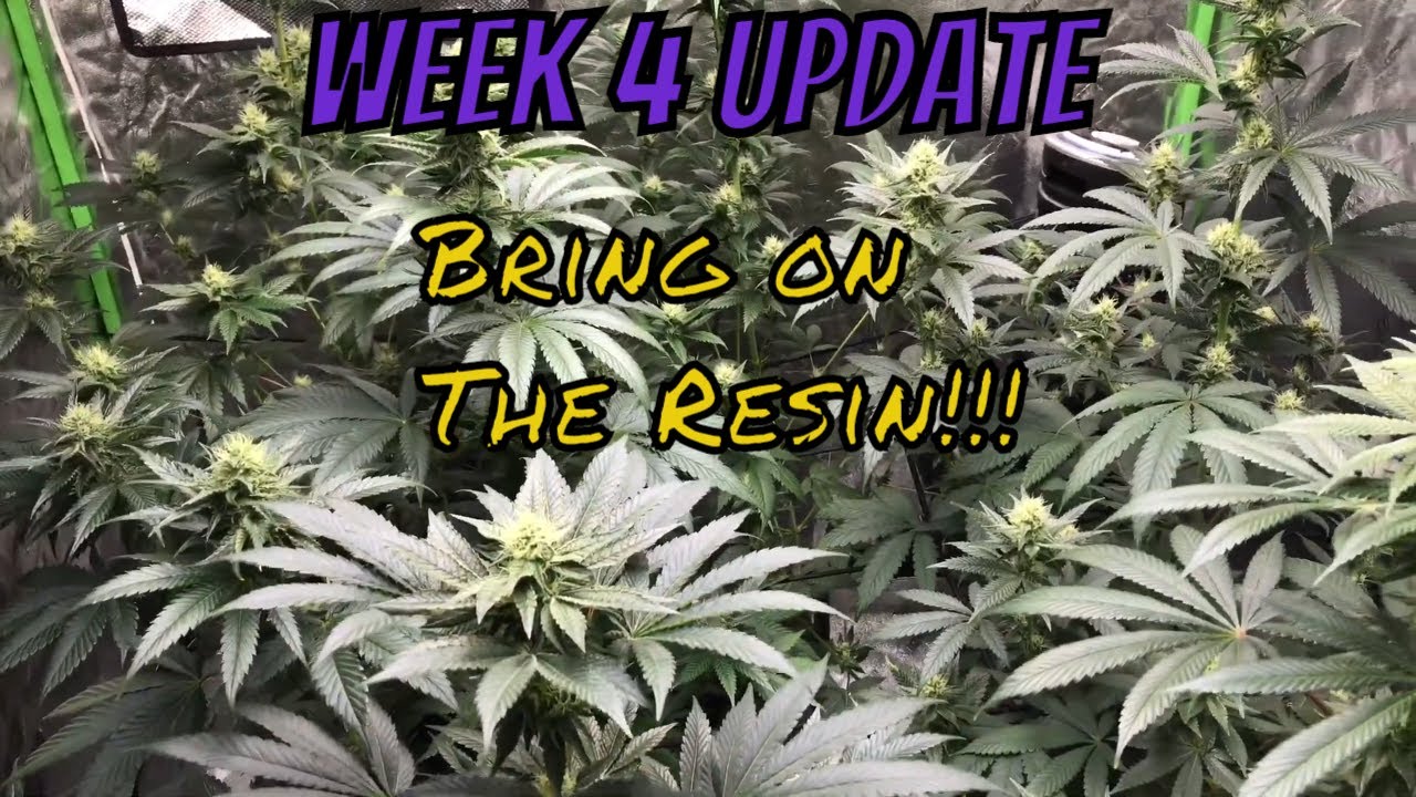 Organic Cannabis - Week 4 Flower update ,  Holy Cola's!