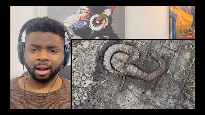 Brit Reacts To THIS IS WHY ALL INSECTS ARE AFRAID OF ANTS!