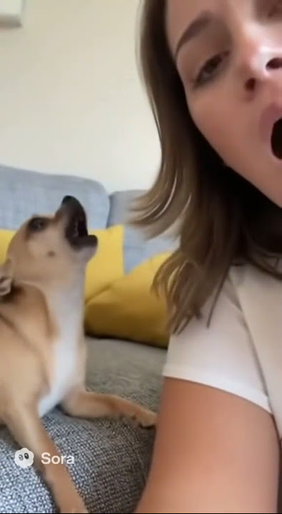 Adopted?!” - the meltdown of the year😂 #dog #pet #chihuahua #funny #viral #youtubeshorts #shorts