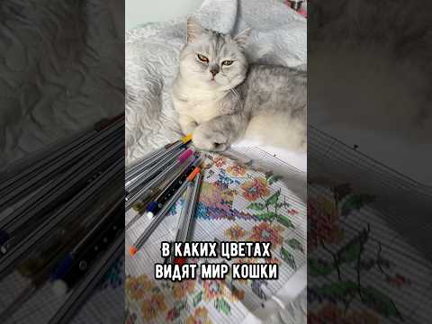 В каких цветах видят мир кошки #кошка #кот #коты