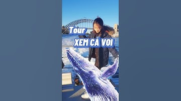 Một ngày đi xem cá voi Úc trước Covid 🤯 Dương Phạm #shorts