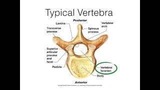 Vertebra and Spine review video