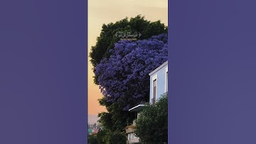 من سورة النمل || القارئ إسلام صبحي🤍@islam_sobhi  #اكسبلور #لايك #explorereels #instagram #tbt  #fyp