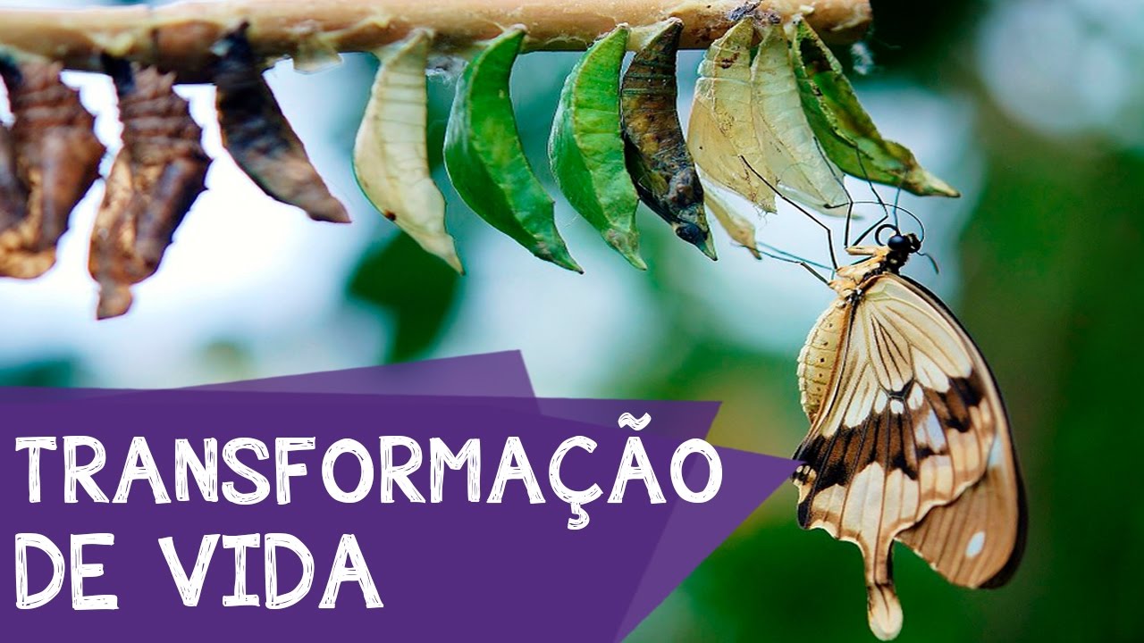 DESCUBRA AS 4 FASES DA SUA TRANSFORMAÇÃO | EP #349 - YouTube