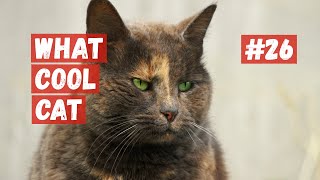 What Cool Cat - Compilation #26 Cool Cats. by What Cool Cat 2,774 views 1 year ago 4 minutes, 18 seconds