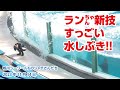 ランちゃんの新技、水しぶきがすごいです！！【2023年11月14日】鴨川シーワールドのシャチさんたち