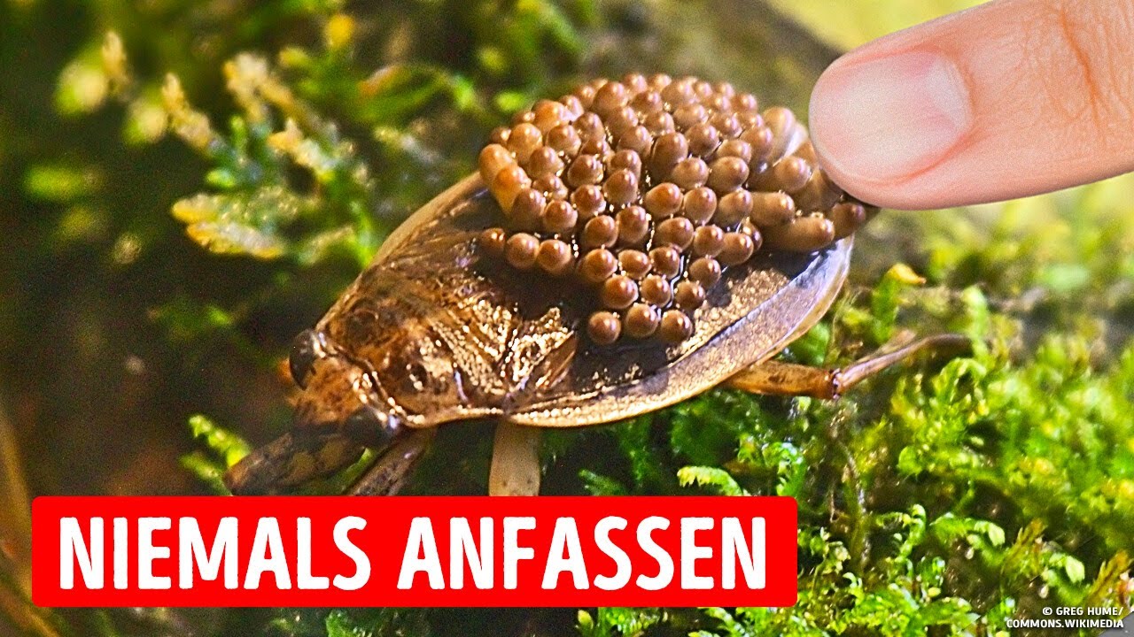 Wenn du diesen Käfer im Wasser siehst, schwimme so schnell wie möglich