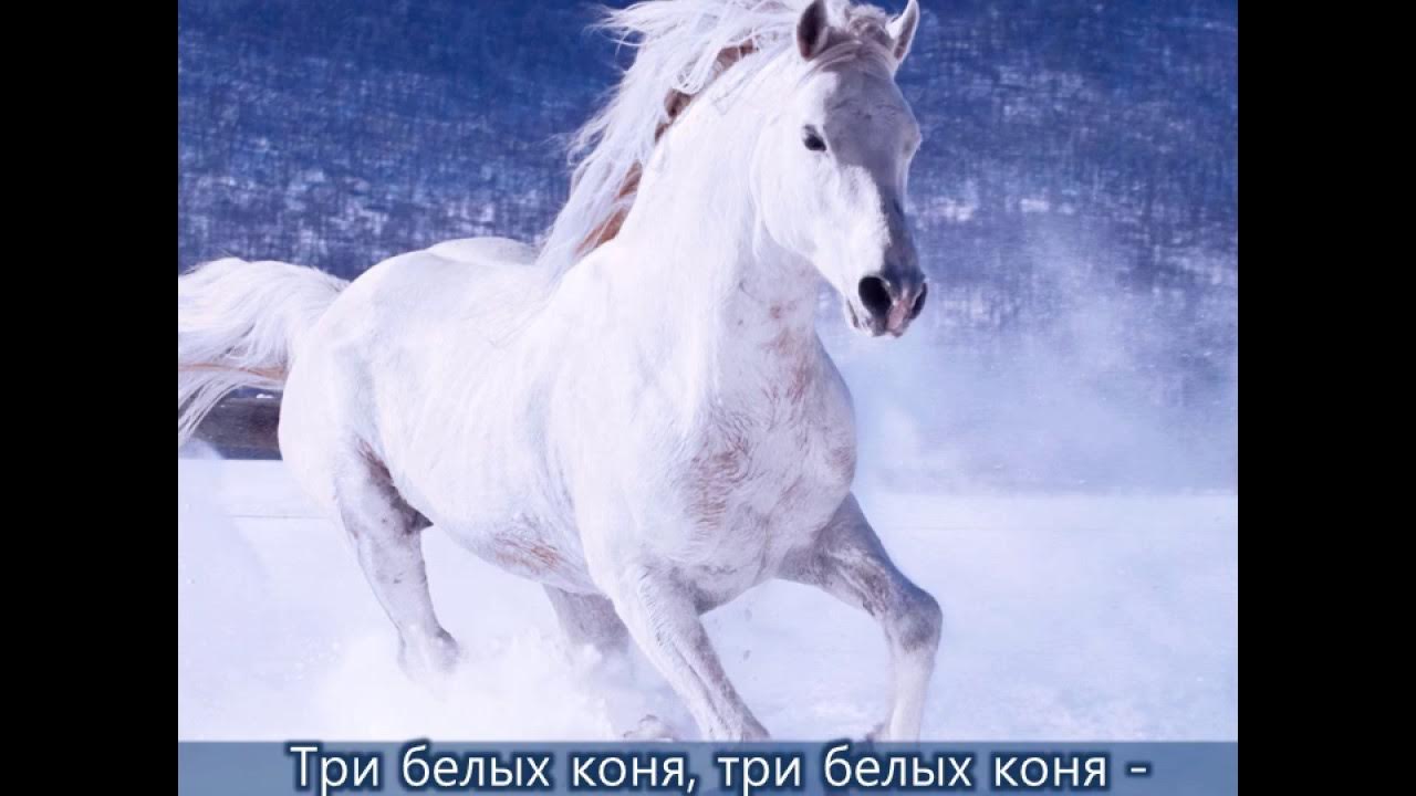 Белые лошадки песня. Тройка белых лошадей. Белая лошадь зимой. 3 Белых коня. Лошади декабрь январь и февраль.
