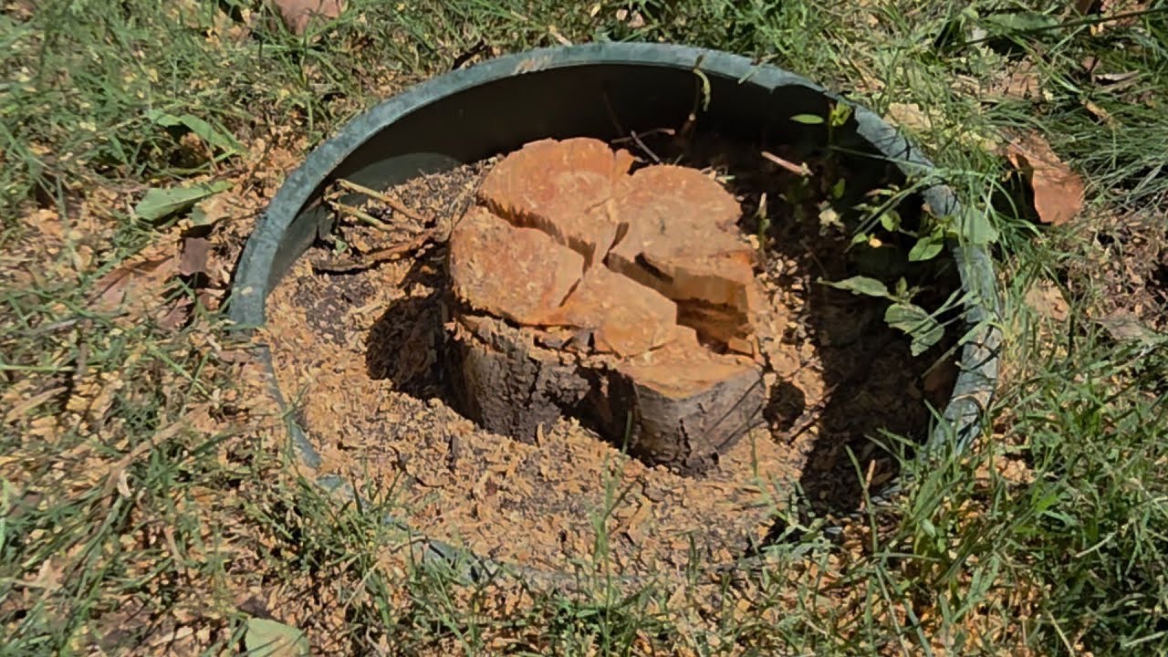 Replacing Decades of Apples & Plums with MANGOS! + Heavy Rain Incoming?