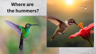 Where are the hummingbirds? This covers spring 2026 migration.