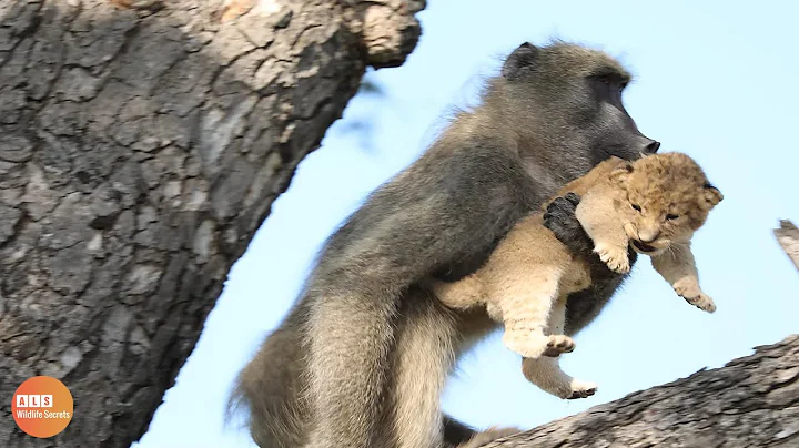 Baboons Kidnap The Lion Cub And The Mother Lion Seeks Revenge - DayDayNews