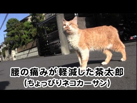 ネコ】 茶太郎 - YouTube