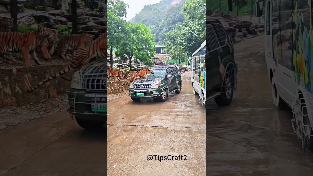 Tiger Watching on Rainy Days + Safety Tips