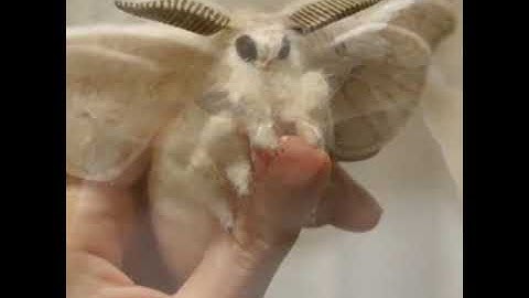 Thumbnail of All the moths are cute