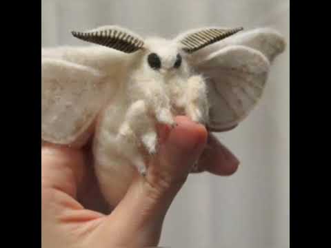 Video: Moth - an insect pampered and with character