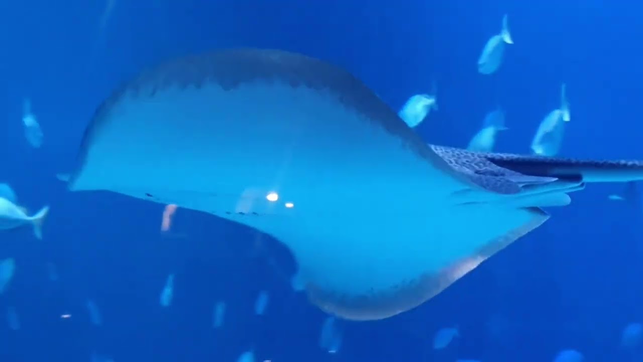 Phuket Vlogs day 3:Aquaria Phuket!