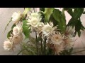 Queen of the Night (Epiphyllum Oxypetalum) 2010 Queen of the Night (Epiphyllum Oxypetalum) 2010