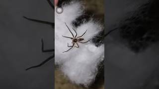 Spider 🕷️ vs ants 🐜 #shorts #spider