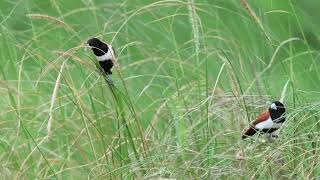 Tri color Munia