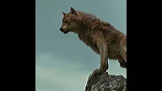 Twilight Wolves Edit Touch It