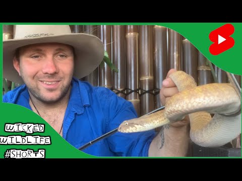 Video: Werden Guineen Schlangen töten?