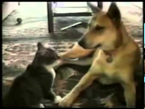Video: Կատուների մեջ քթի վրա ընդերքի առաջացման պատճառները
