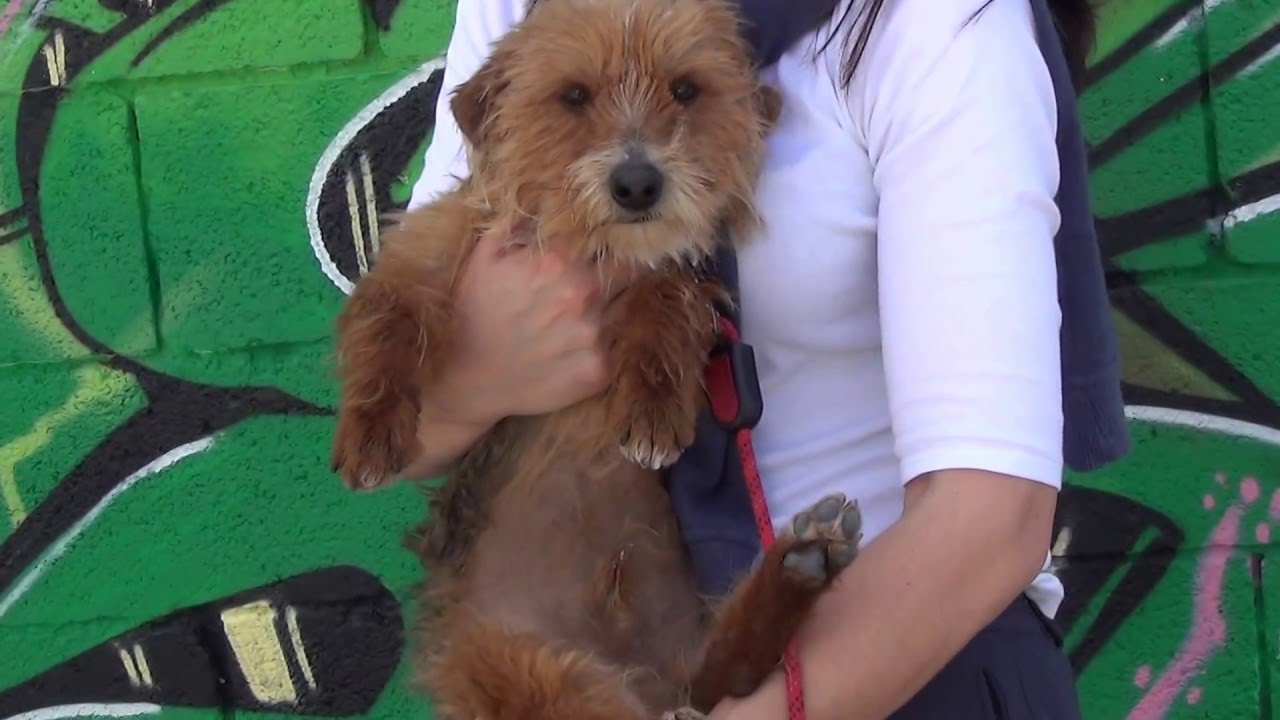 TOBI adopción perros cachorros