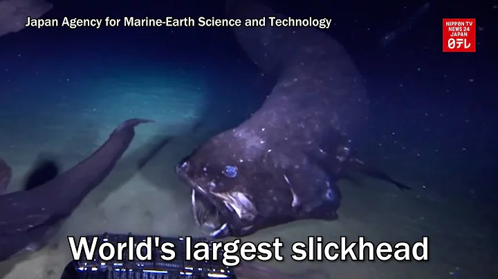 World's largest slickhead observed in deep sea off Japan - DayDayNews