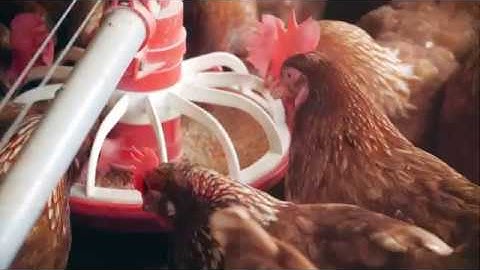 Comedero Automático para galpones