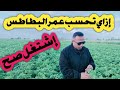 إزاي تحسب عمر البطاطس بالطريقة الصحيحة حتي لا تخسر المحصول هام جدا جدا