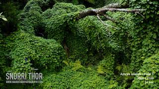 Azores Faial Rain Forest - Stock videos - HD preview