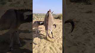 two best friends in jungle #trending #animals #shortvideo #foryou #success #viral #ytshorts
