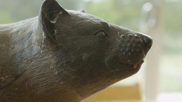 HBA Artist Series - Ruth Waterhouse Tasmanian Devils