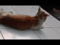 KUCING KONENG DI SORE HARI