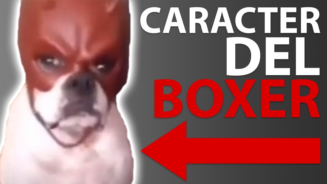 CARACTER Y TEMPERAMENTO del Boxer