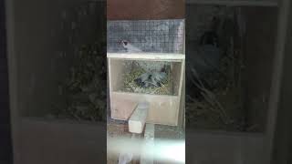 Zebra Finch Progress Zebra Finch Breeding Update Zebra Finch Progress Update