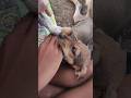 cute dog 🐶🐕#dogs #trending #viral #viralvideo