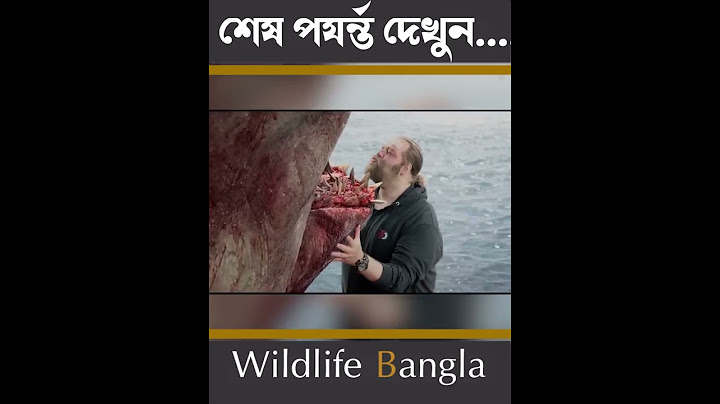 জাহাজ ডুবিয়ে দিল তিমি #shorts