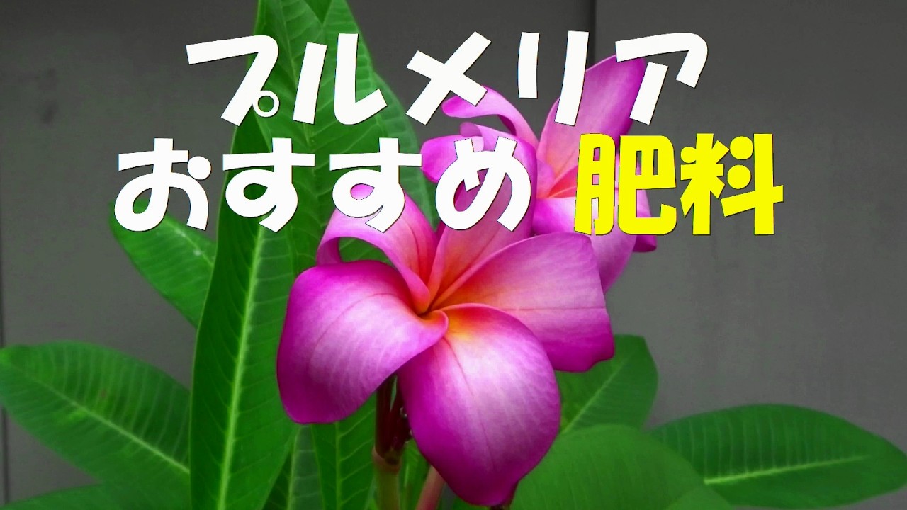 この肥料でプルメリアが咲きます。