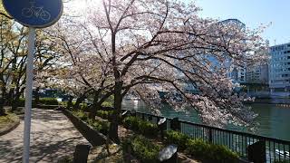 大阪・天満橋界隈の桜と京阪電車