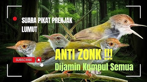 MP3 Pikat Prenjak Lumut Betina Memanggil Jantan Paling Ampuh 2025.