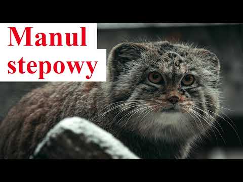 Wideo: Manul kota stepowego: zdjęcie i opis