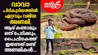 വാവാ പിടികൂടിയത്തിൽ ഏറ്റവും വലിയ അണലി,ആര് കണ്ടാലും ഒന്ന് പേടിക്കും | Snakemaster EP 718