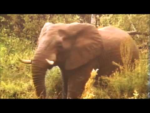 Naturfilme Naturfilme