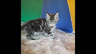 Cute Maine Coon Kitten Marinello by Lapa.shop: Pedigree Pets for You 2 views 1 day ago 1 minute, 5 seconds
