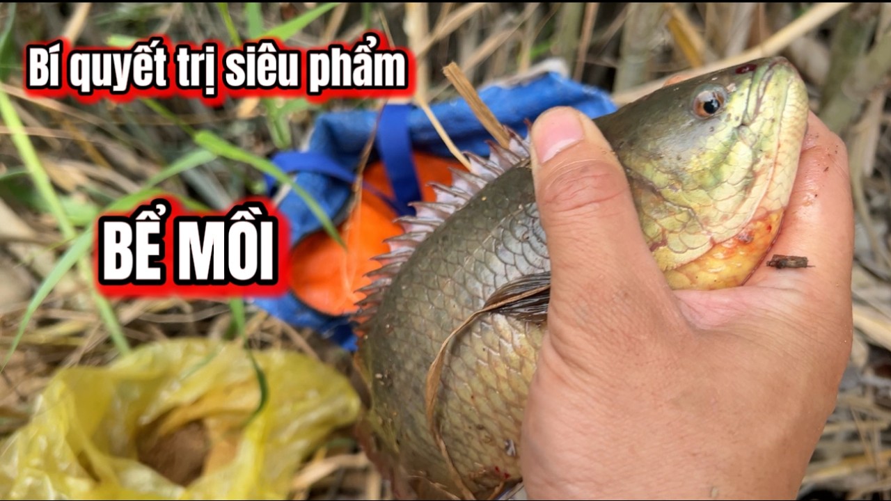 Bí Quyết Để Trị Những Con SIÊU PHẨM Bể Mồi-Câu Cá Rô Đồng / lãng tử miền tây T 101