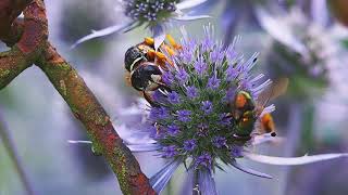 Insects - macro close-up, Fly, Wasp, Hoverfly