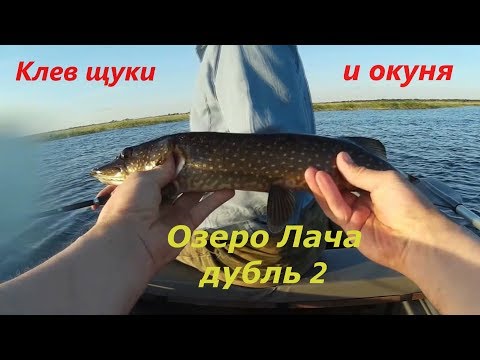 клев окуня и щуки на сегодня клев окуня и щуки на сегодня