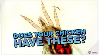 The Ultimate Guide To Defeating Chicken Parasites: Part 1 External Parasites